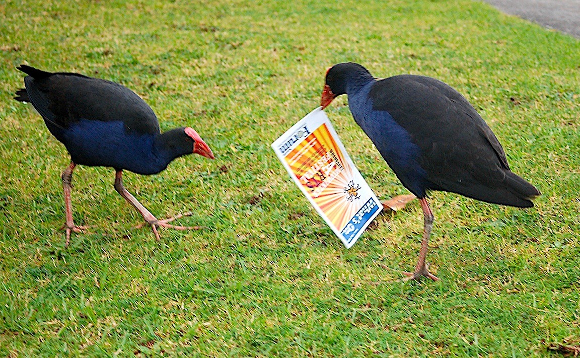 Australasian Swamphen - ML620276814