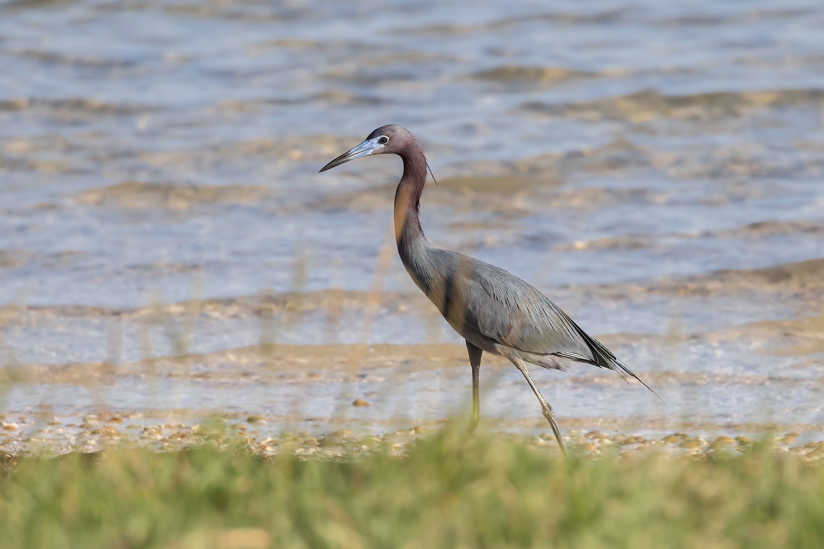 Little Blue Heron - ML620276815