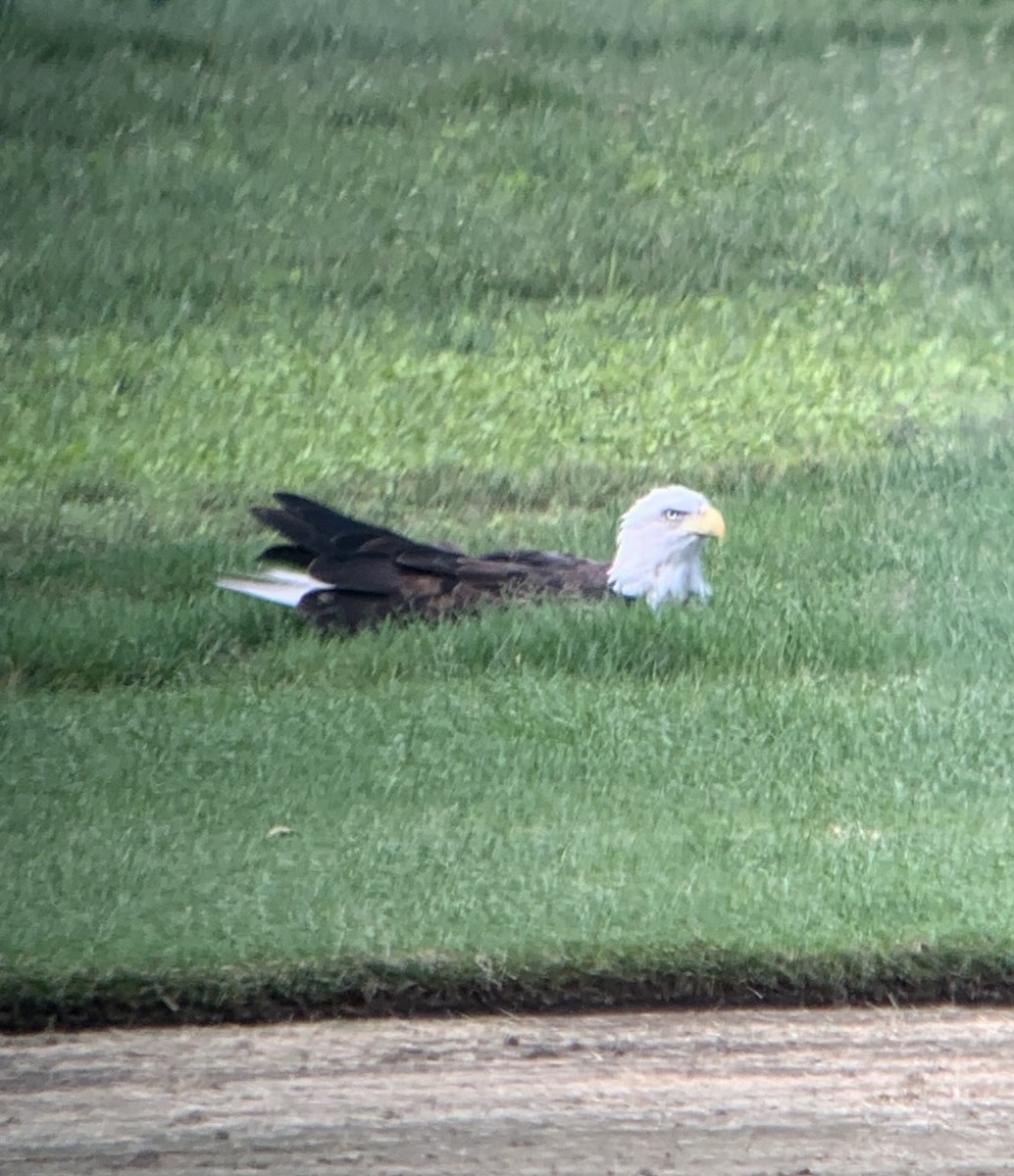 Bald Eagle - Greg Ward