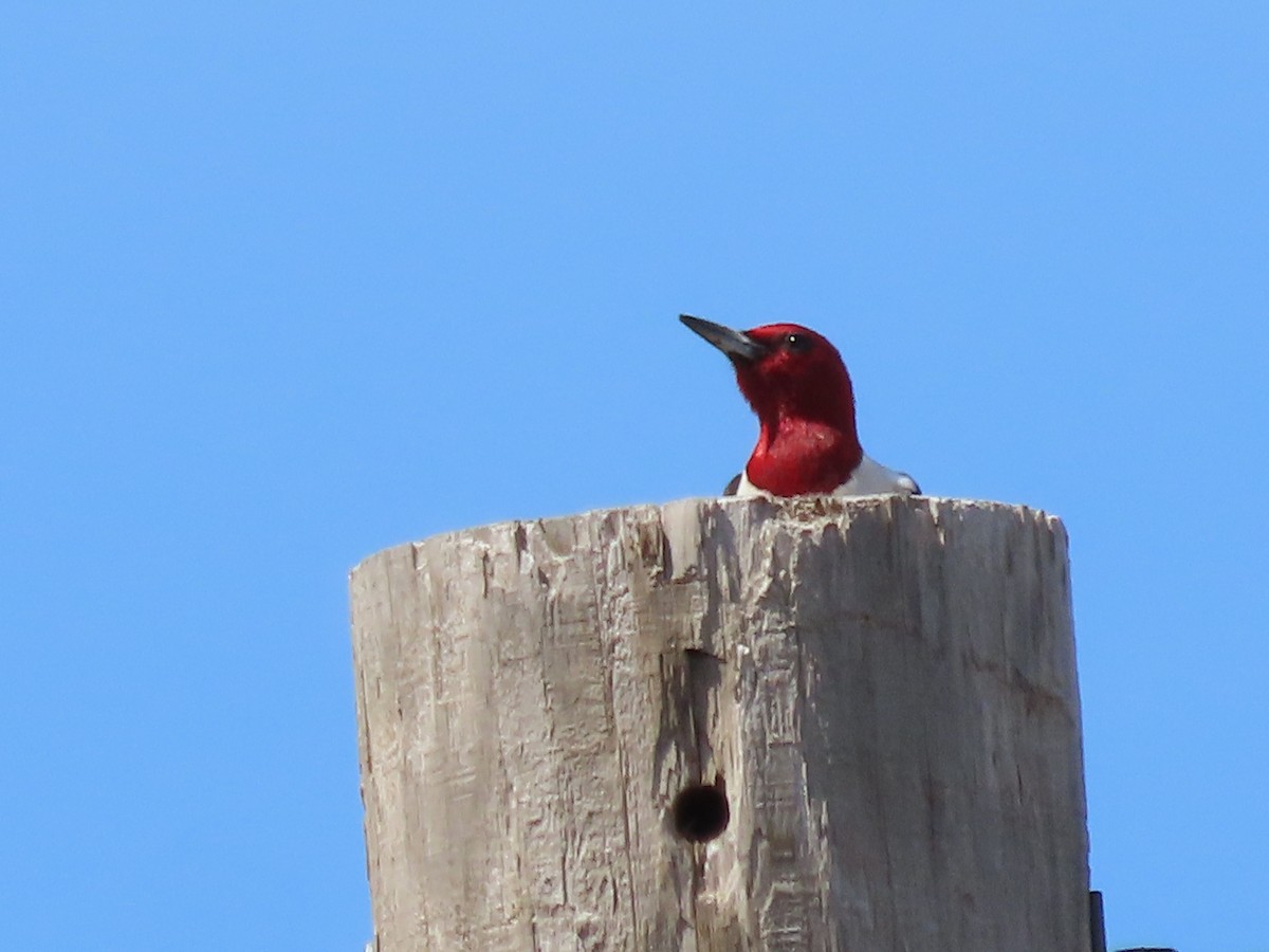 Red-headed Woodpecker - ML620276826