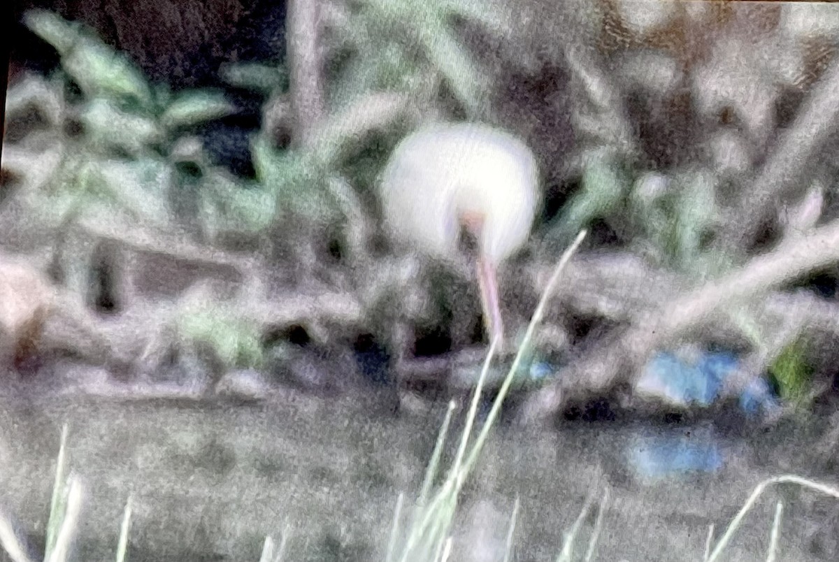 White Ibis - ML620276832