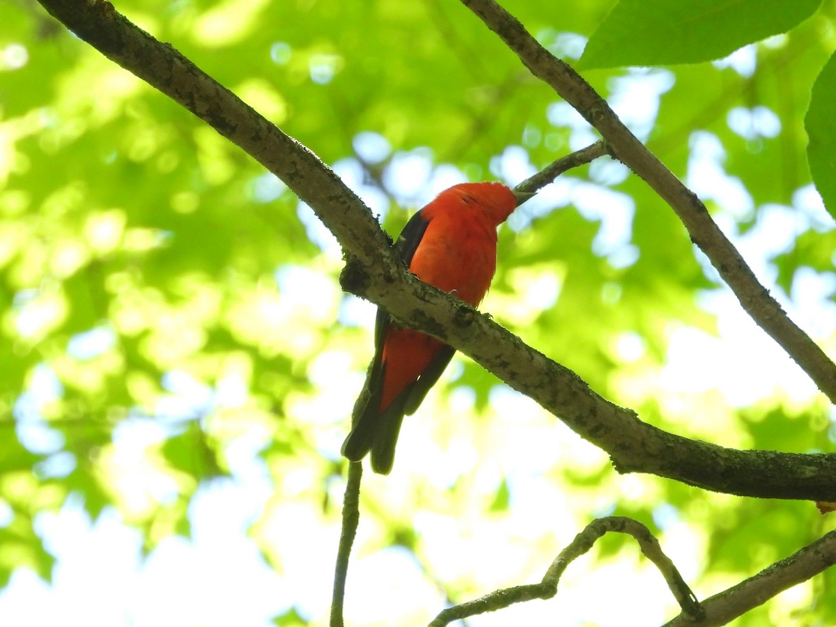 Scarlet Tanager - ML620276834