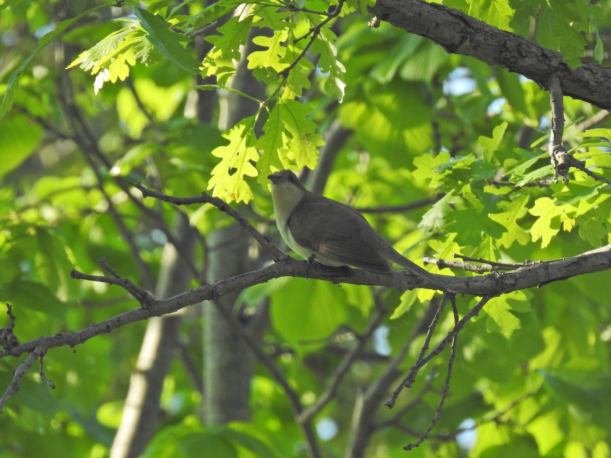 Black-billed Cuckoo - ML620276836