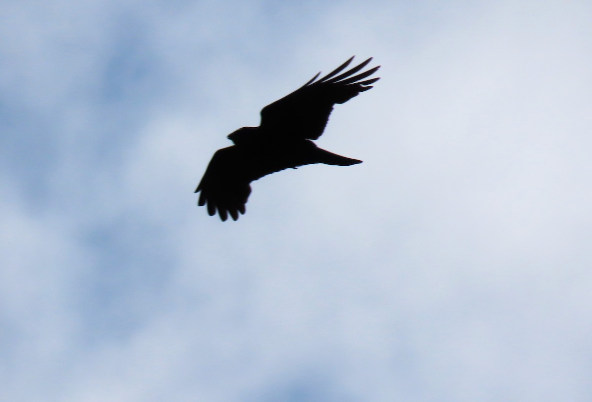 American Crow - ML620276838