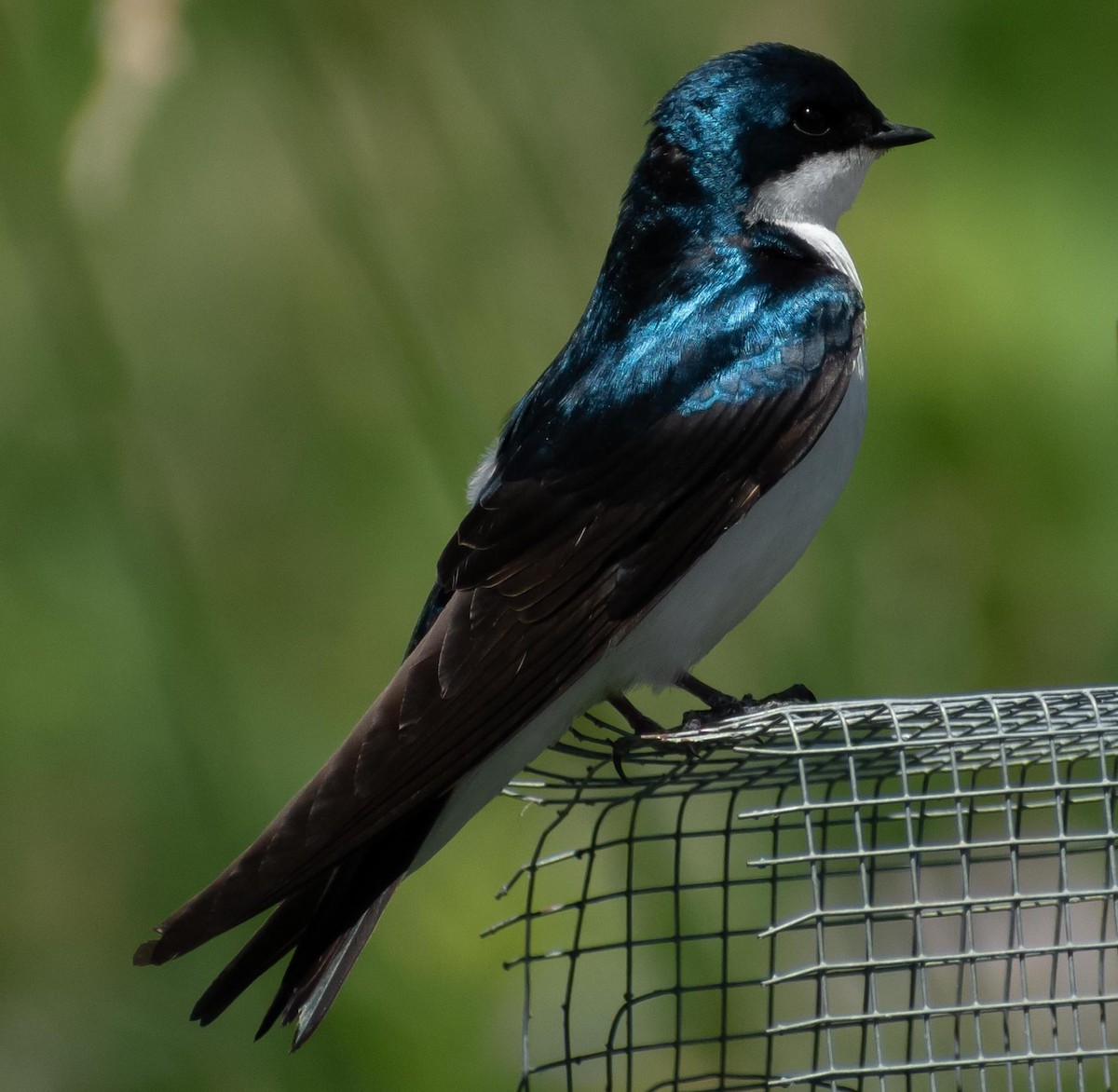 Tree Swallow - ML620276839