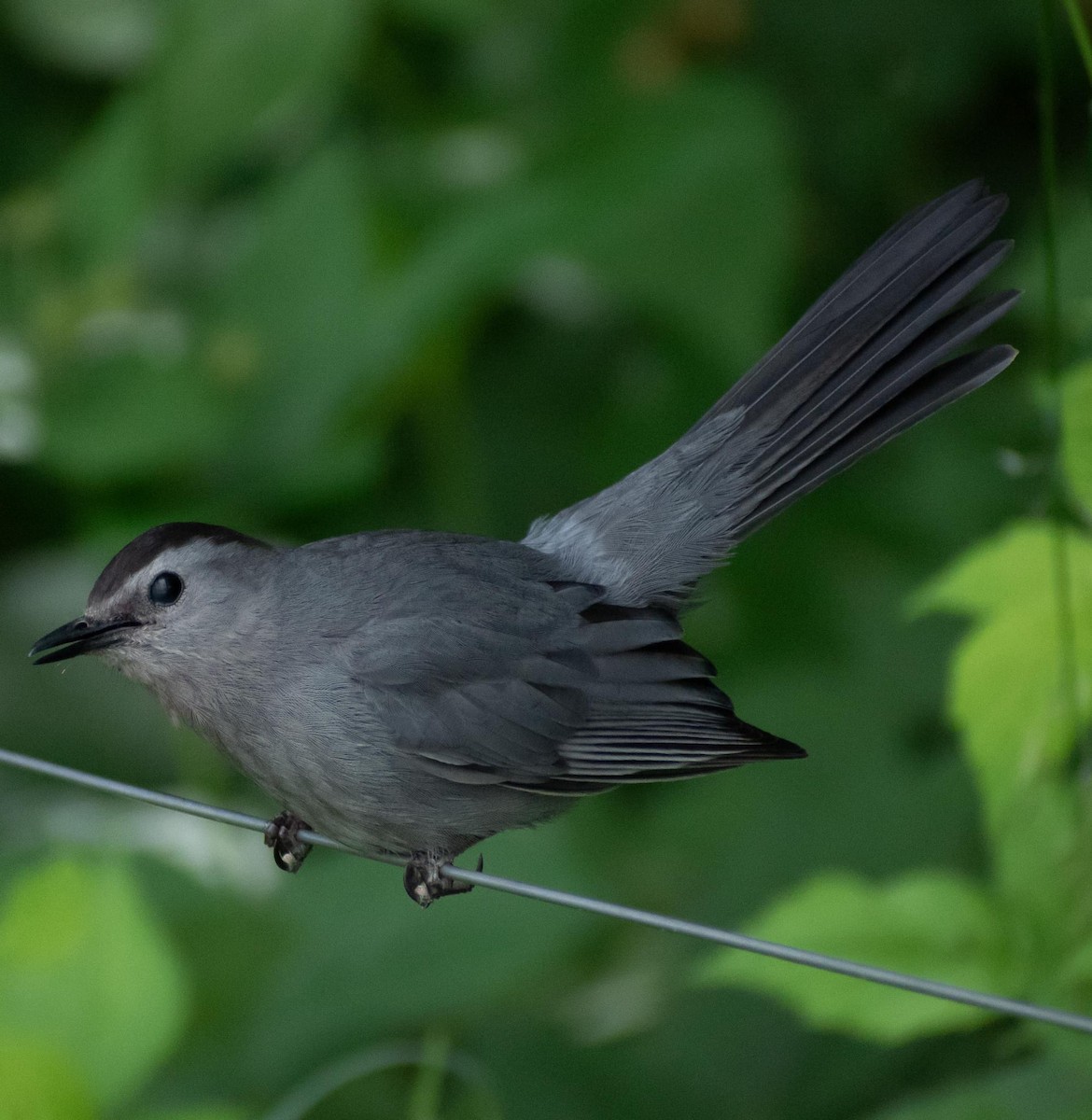 Gray Catbird - ML620276841