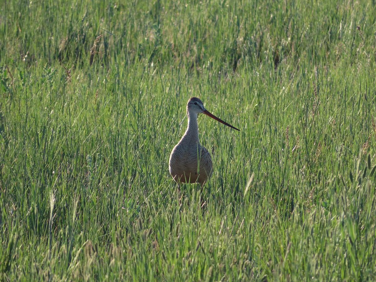 Marbled Godwit - ML620276842