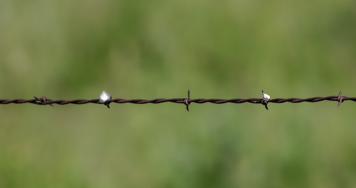 Loggerhead Shrike - ML620276848