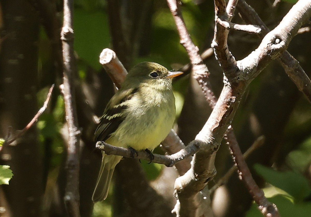 Yellow-bellied Flycatcher - ML620276849