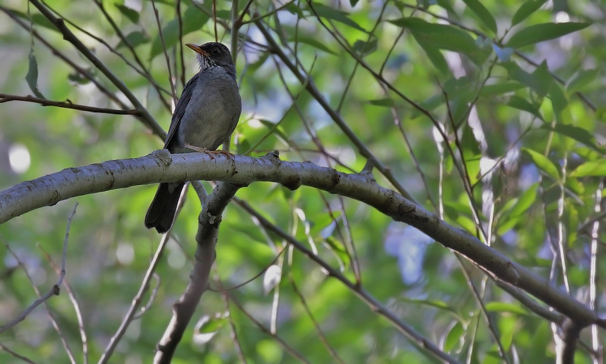 Andean Slaty Thrush - ML620276853