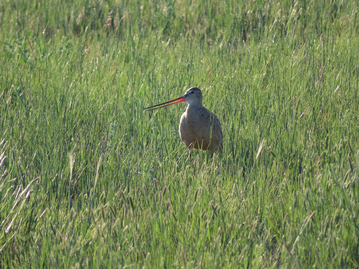 Marbled Godwit - ML620276858