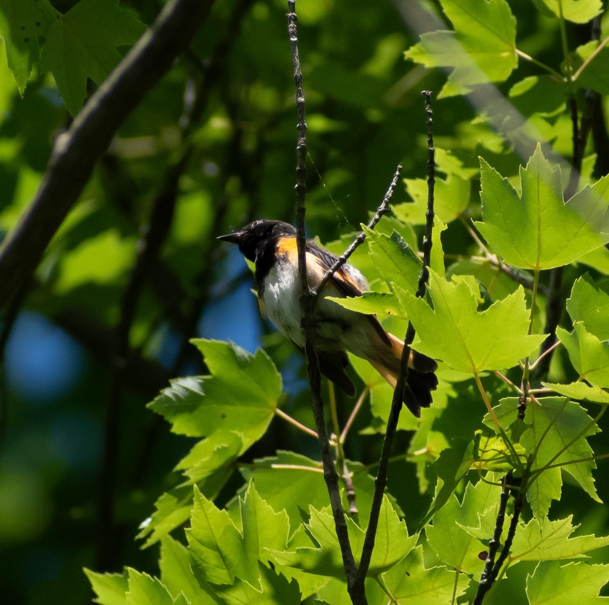 American Redstart - ML620276859