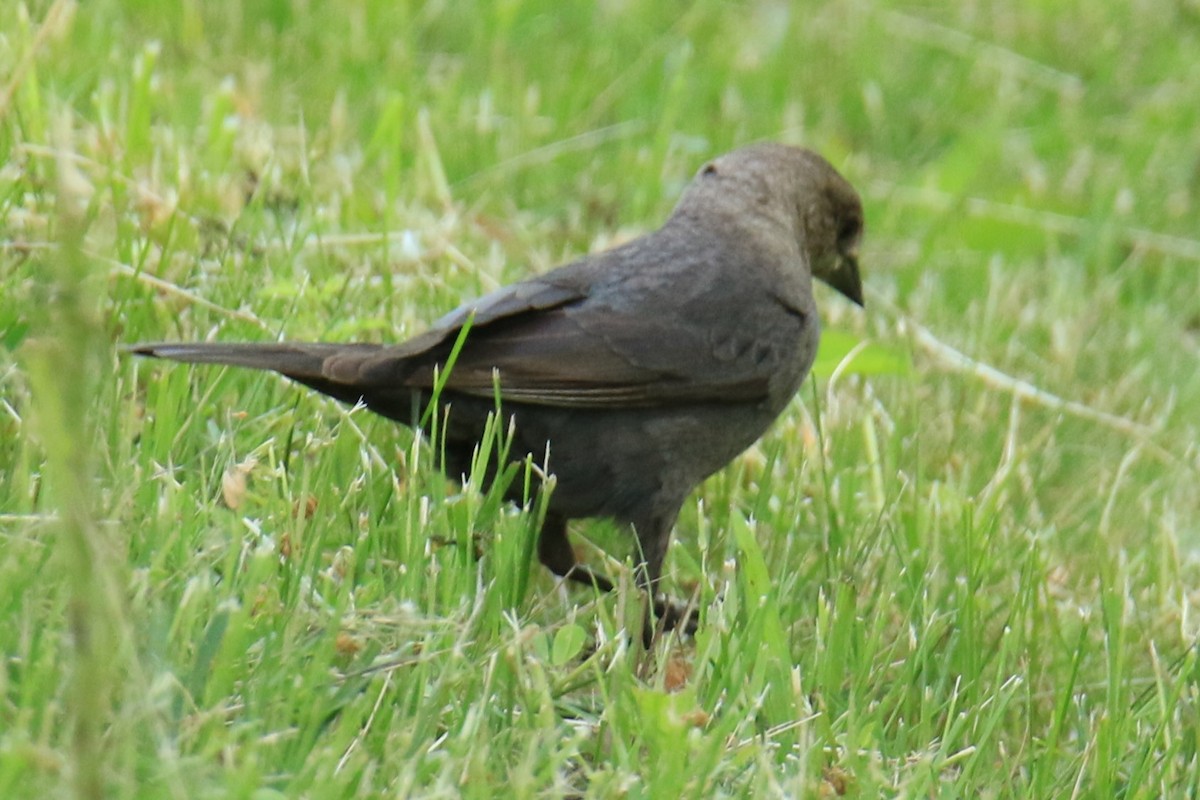 Brown-headed Cowbird - ML620276860