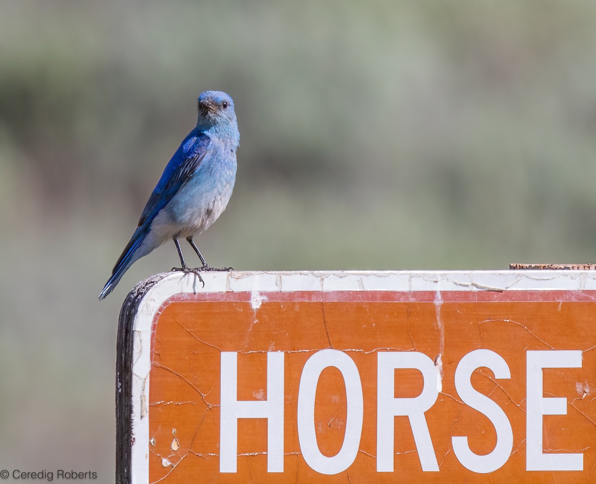 Mountain Bluebird - ML620276861