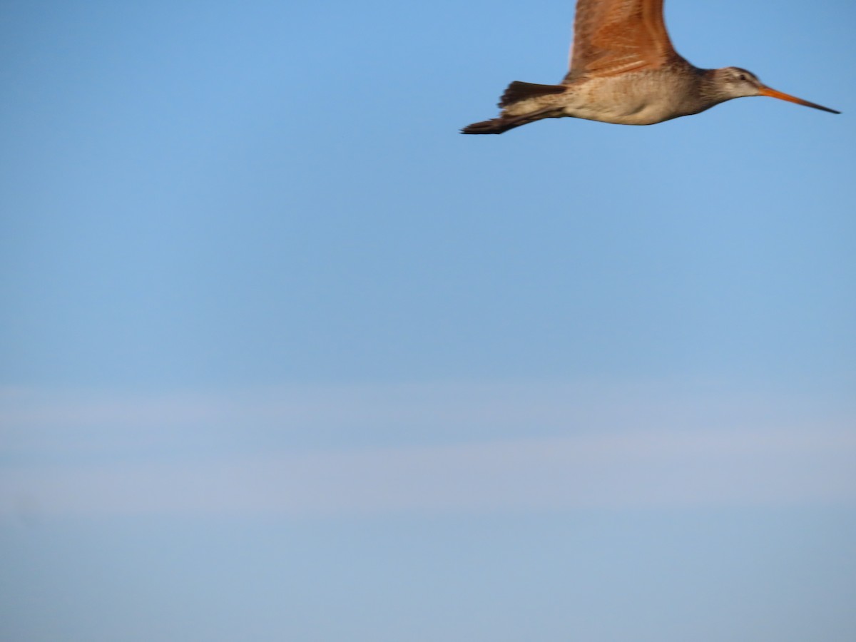 Marbled Godwit - ML620276866