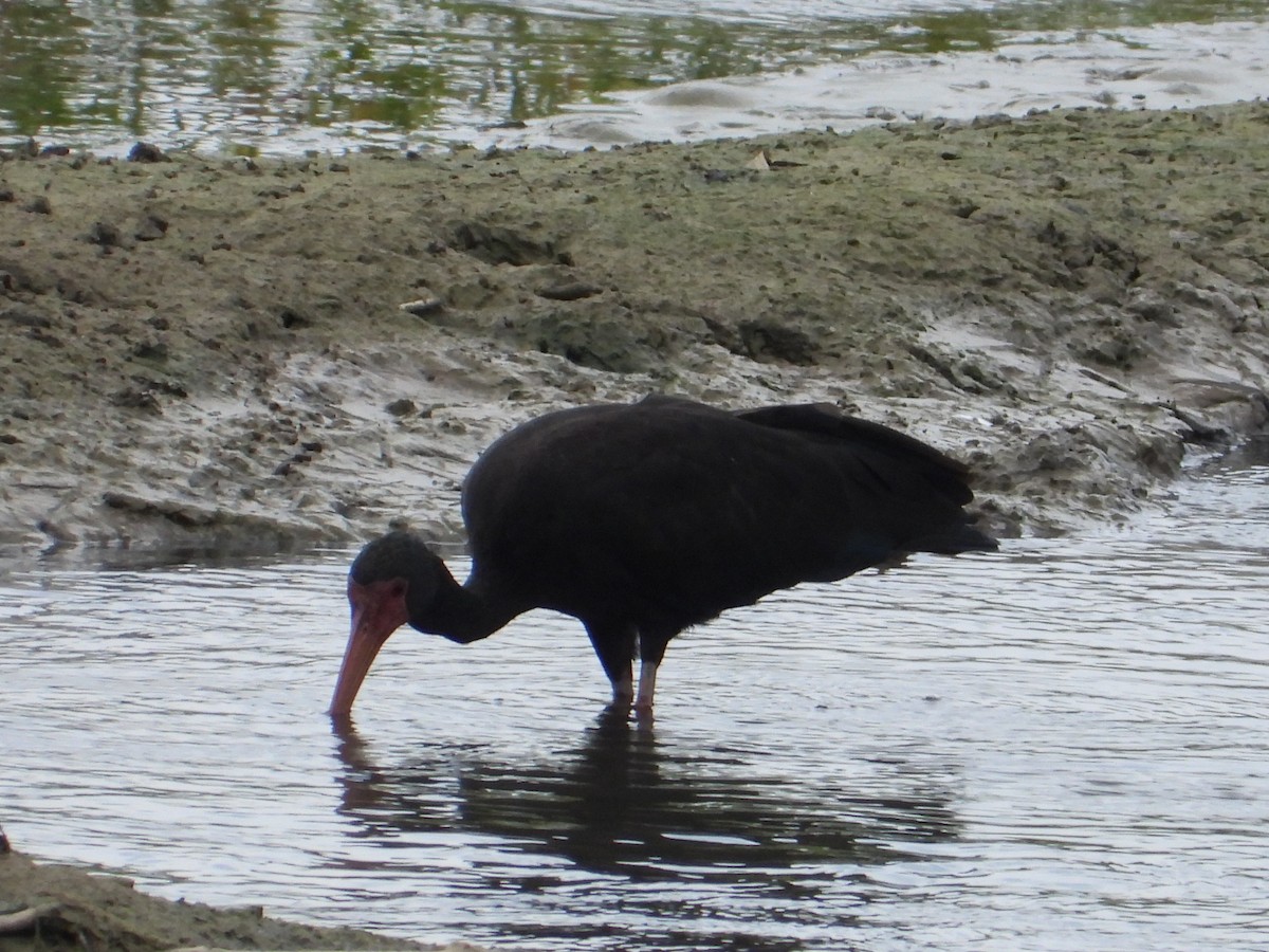 Bare-faced Ibis - ML620276868