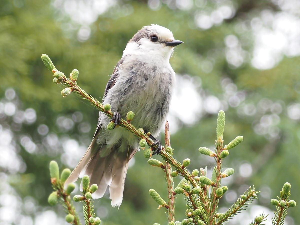 Canada Jay - ML620276873