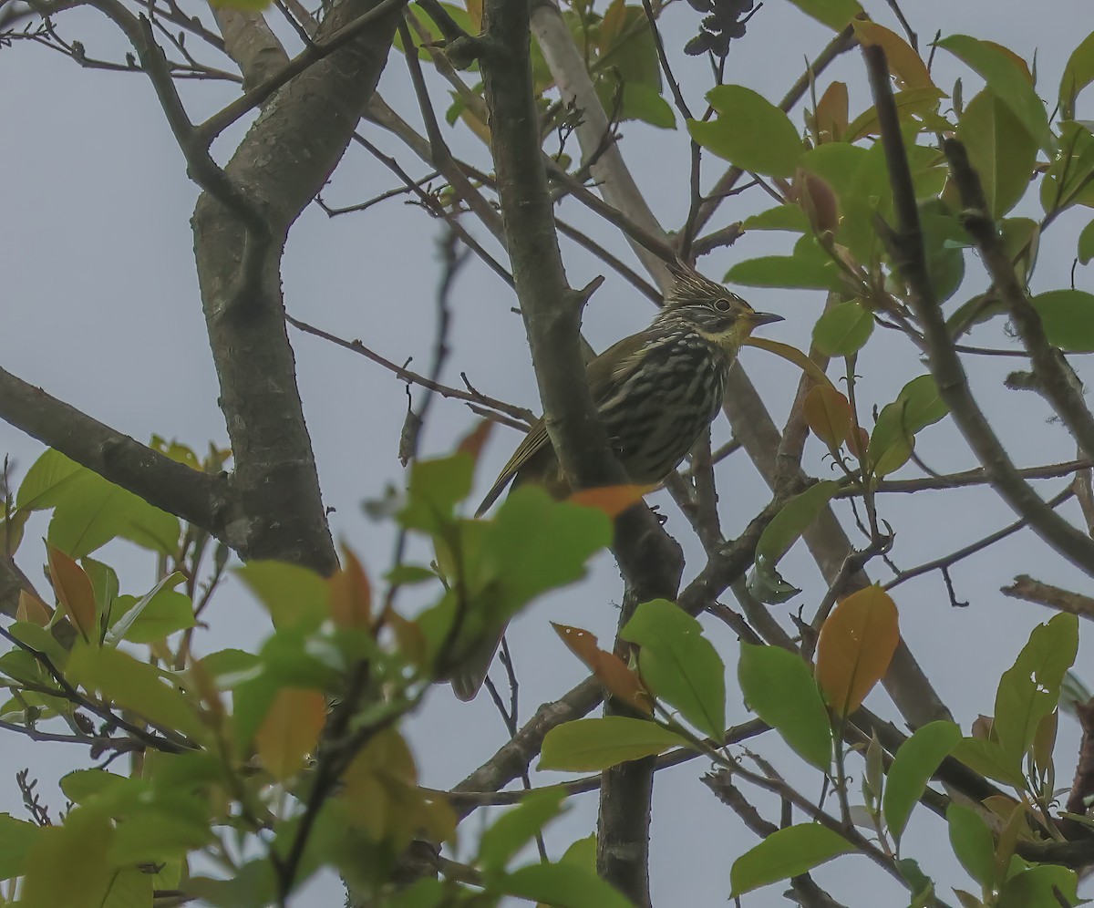 Striated Bulbul - ML620276874