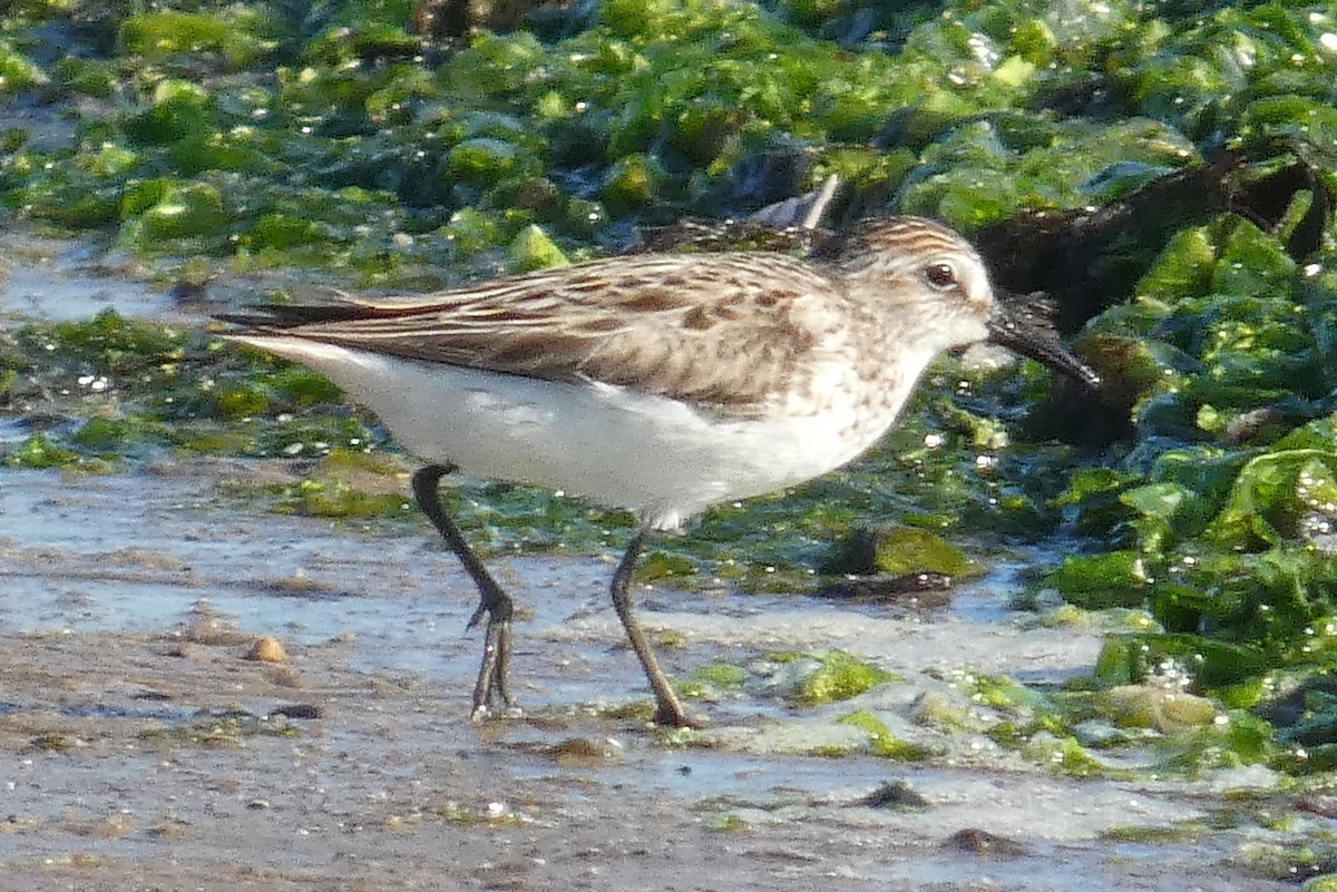 Semipalmated Sandpiper - ML620276875