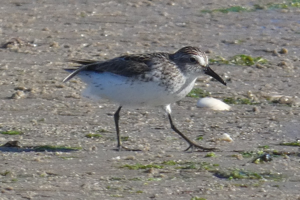 Semipalmated Sandpiper - ML620276876