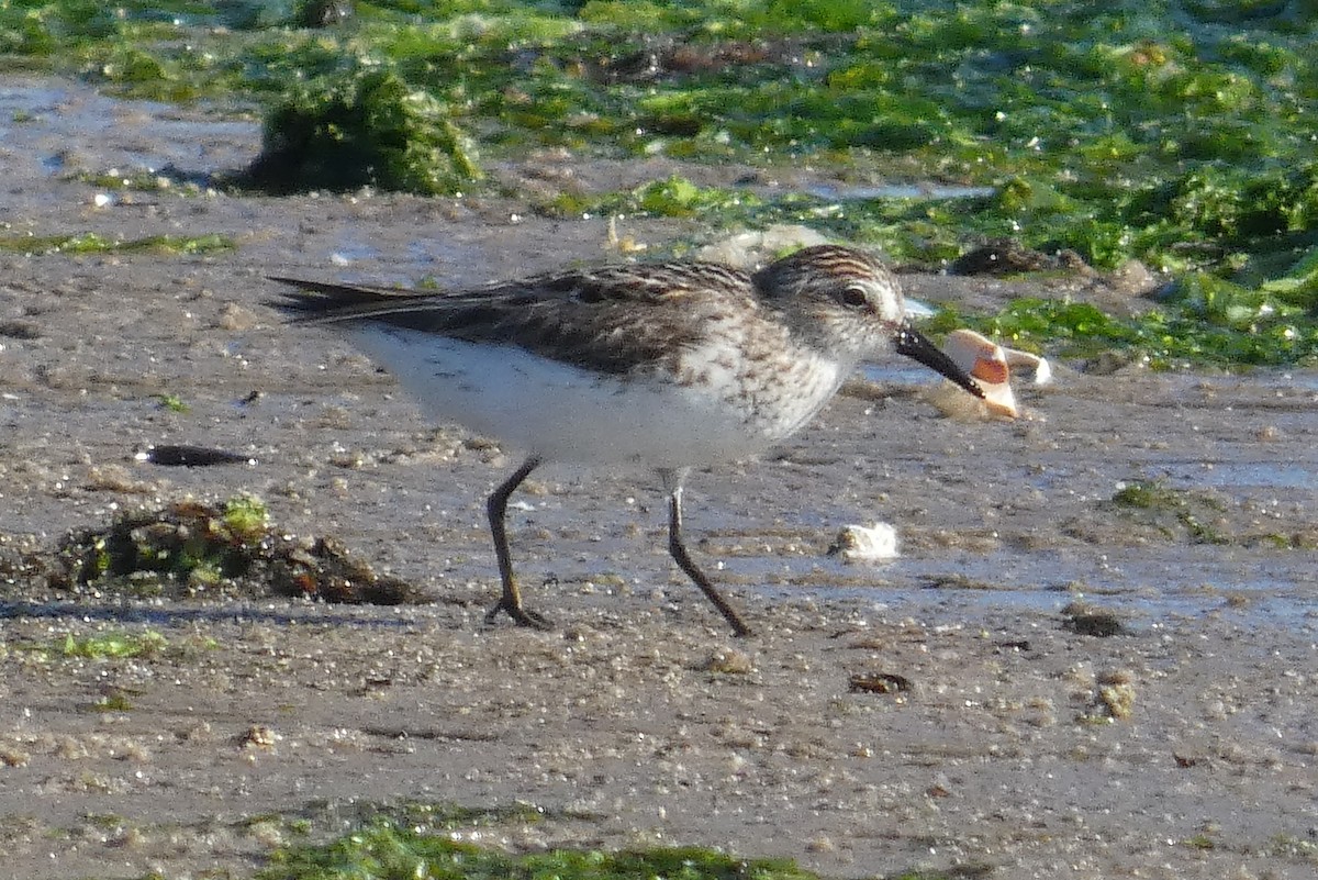 Semipalmated Sandpiper - ML620276877