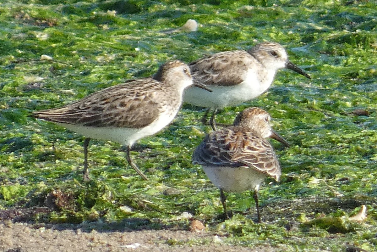 Semipalmated Sandpiper - ML620276878