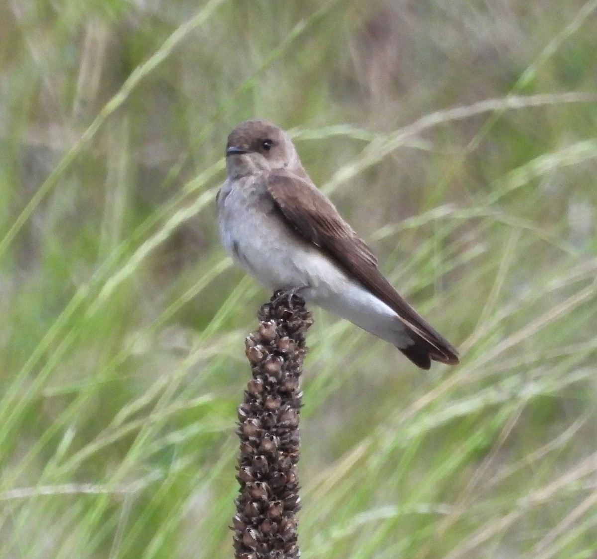 Northern Rough-winged Swallow - ML620276879