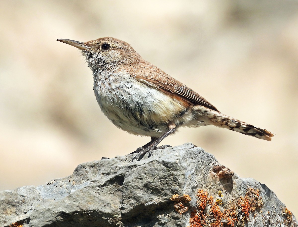 Rock Wren - ML620276883