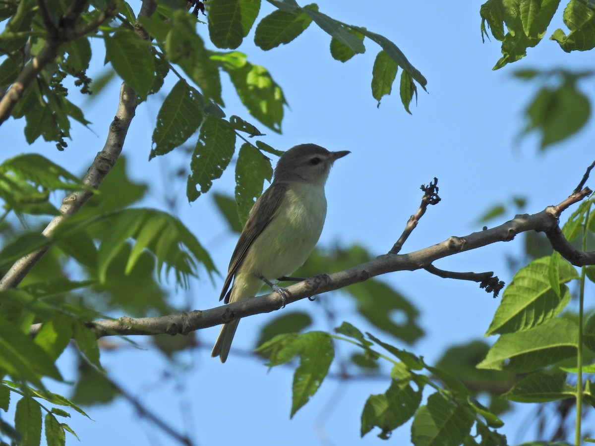 Ötücü Vireo - ML620276889