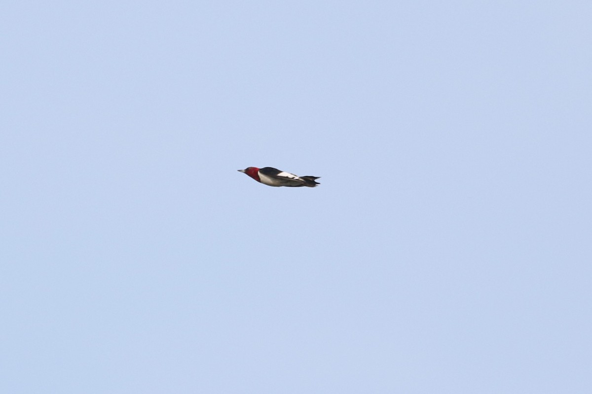 Red-headed Woodpecker - ML620276893