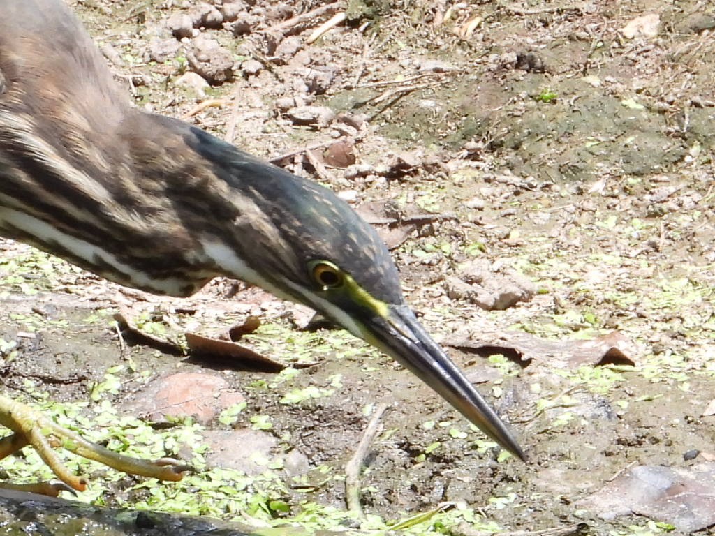 Striated Heron - ML620276895