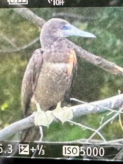 Brown Booby - ML620276897