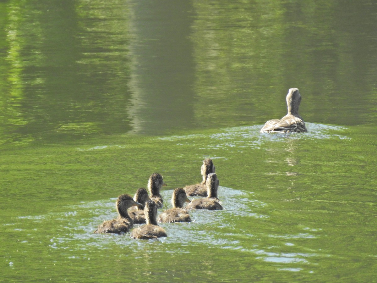 Canard colvert - ML620276898