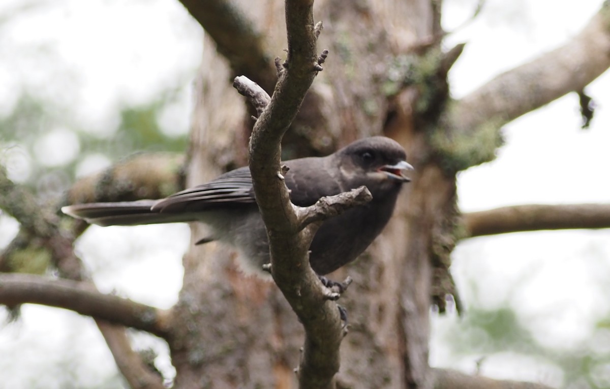 Canada Jay - ML620276903