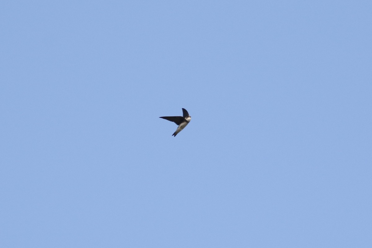 Bank Swallow - ML620276905