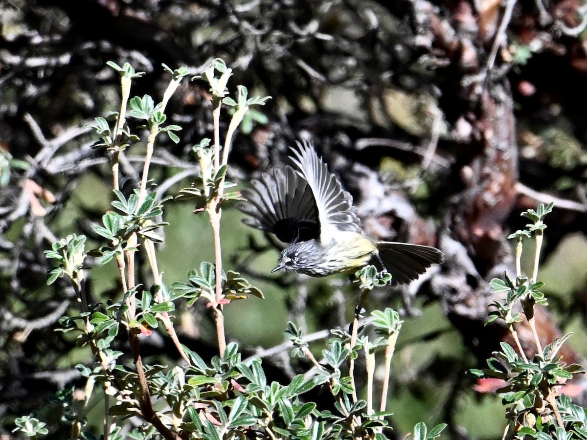guløyemeisetyrann - ML620276906
