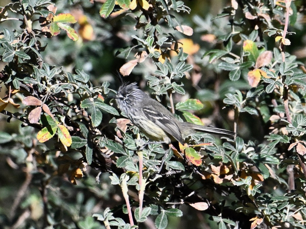Tufted Tit-Tyrant - ML620276907