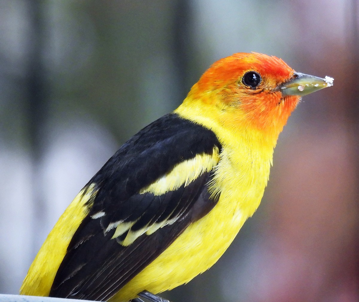 Western Tanager - Sharon Dewart-Hansen