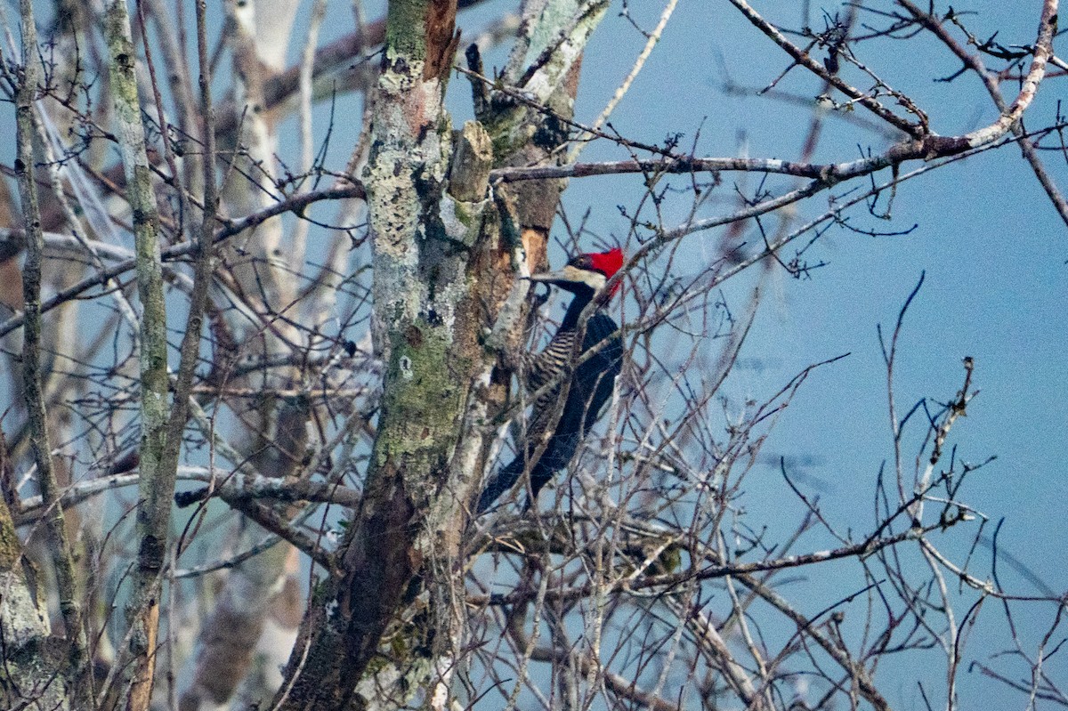 Crimson-crested Woodpecker - ML620276916