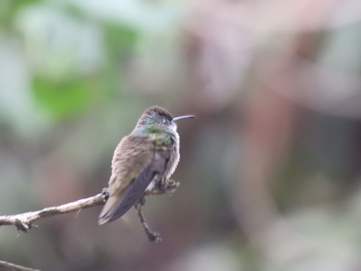 Azure-crowned Hummingbird - ML620276920
