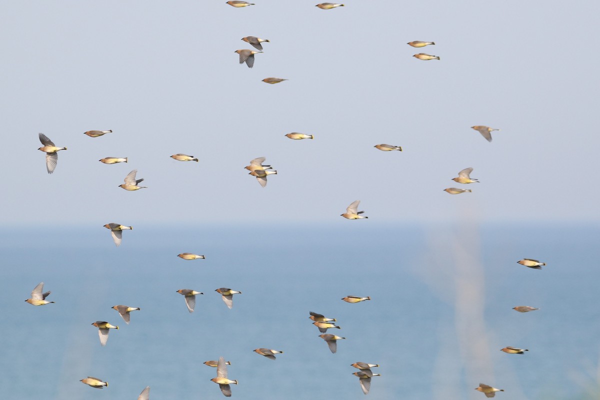 Cedar Waxwing - ML620276925