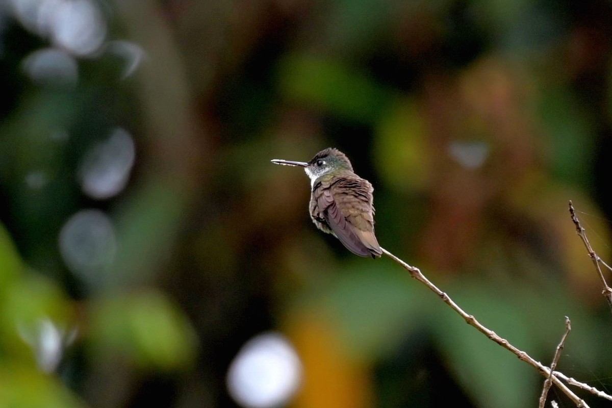 Azure-crowned Hummingbird - ML620276936