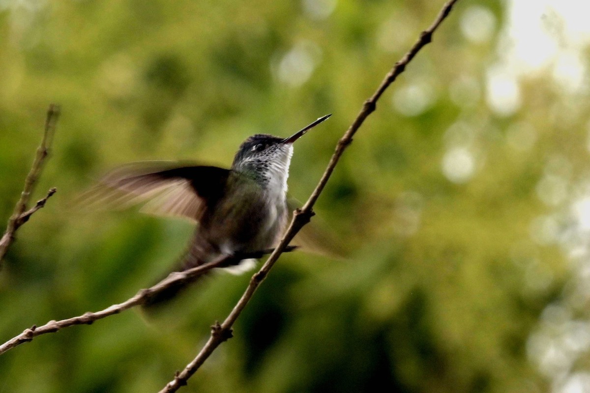 kolibřík azurovotemenný - ML620276937