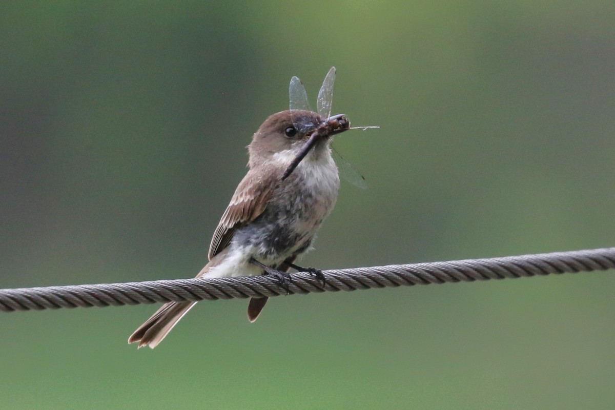 Eastern Phoebe - ML620276938