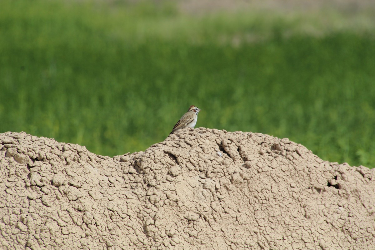 Lark Sparrow - ML620276947