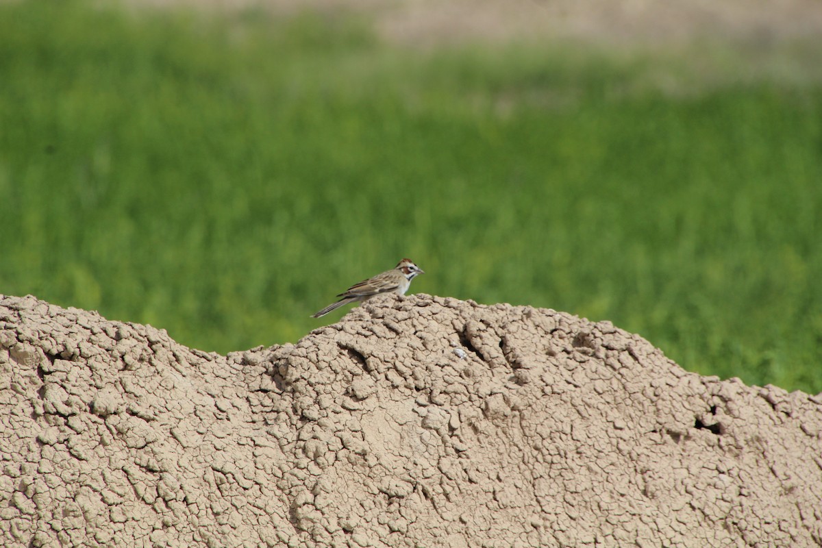 Lark Sparrow - ML620276949