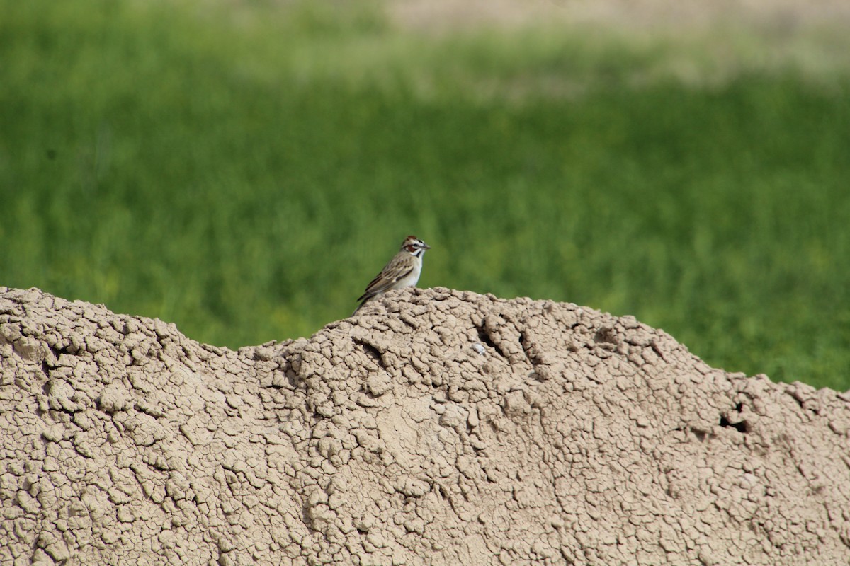 Lark Sparrow - ML620276950