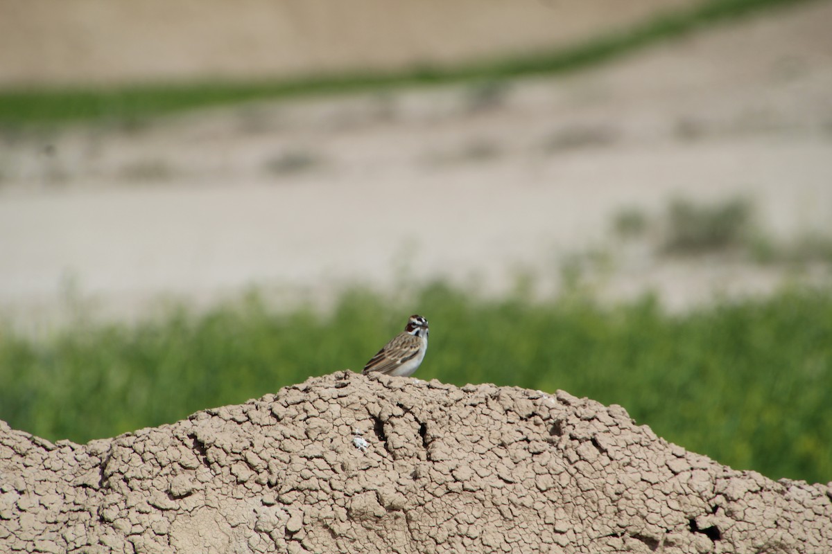 Lark Sparrow - ML620276954