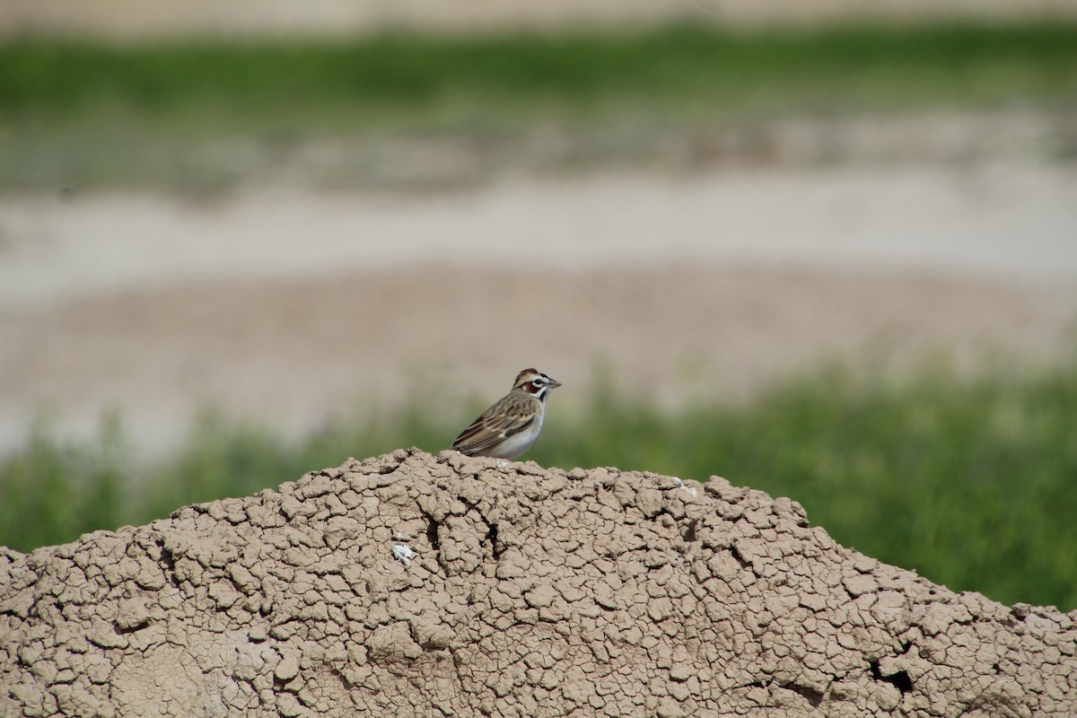 Lark Sparrow - ML620276962