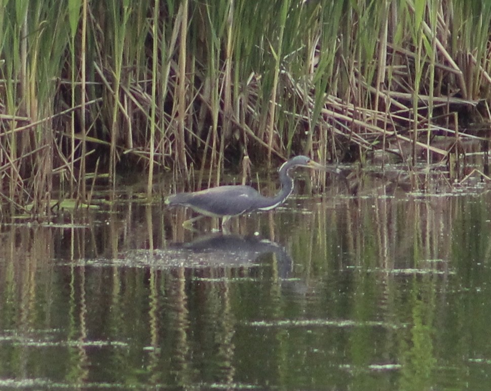 Tricolored Heron - ML620276965